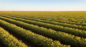 Lavoura de soja com stress hídrico fotografada do ar, representando a crise no agronegócio brasileiro